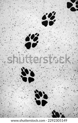 Paw print of a dog, wolf. animal tracks. Paw print on a gray background. black and white photography