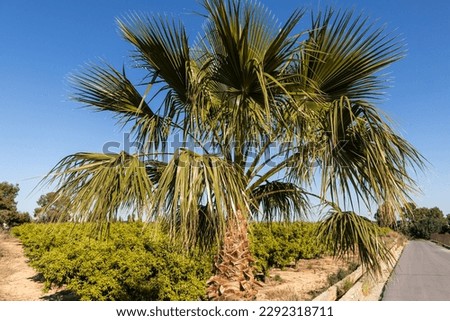 Beautiful Washingtonia robusta palm with big leaves is on the blue sky background