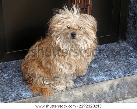 A funny disheveled dog awaits the return of his owner sitting on the doorstepr   Royalty-Free Stock Photo #2292320213