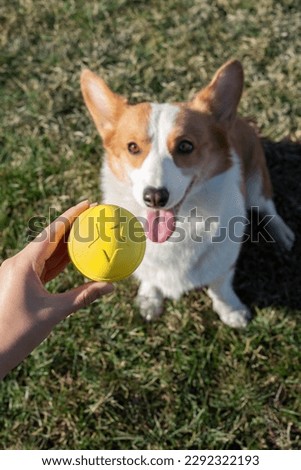 The picture of playing toys with the pet corgi dog on the outdoor grass, the warm picture of accompanying the pet.