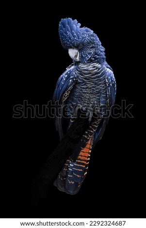 Red tailed black cockatoo isolated on black background in very high detail Royalty-Free Stock Photo #2292324687