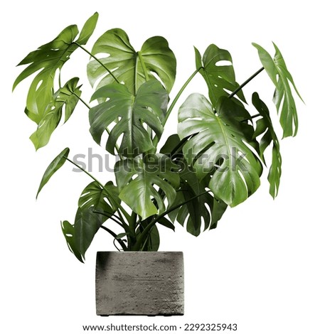 Side view of Monstera Deliciosa Royalty-Free Stock Photo #2292325943