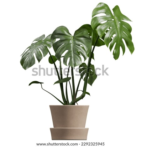 Side view of Monstera Deliciosa Royalty-Free Stock Photo #2292325945