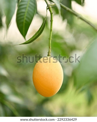 Sweet yellow Marian plum or Plum Mango on the tree.Tropical  summer fruit call Mayongchid  in Thailand .