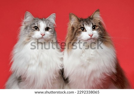 Bother and sister katten ready for a picture with red background 