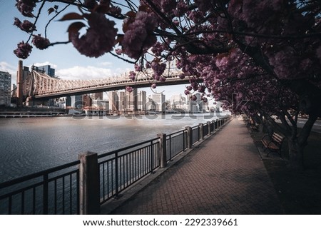 Cherry blossom trees at Roosevelt island park next to river and Manhattan in Spring