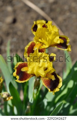 Standard Dwarf Bearded Iris Ultimate flowers - Latin name - Iris Ultimate