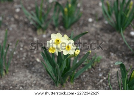 Daffodil Minnow flowers - Latin name - Narcissus Minnow Royalty-Free Stock Photo #2292342629