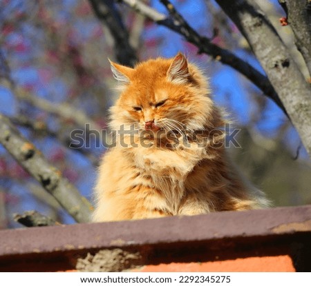Photo of a fluffy red cat against the background of a blue sky and a flowering tree