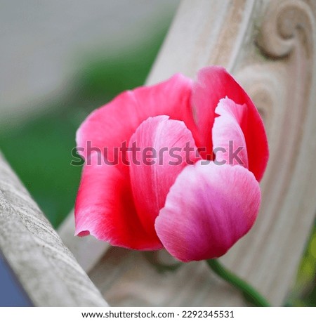 Photos of pink bright tulips and leaves this spring