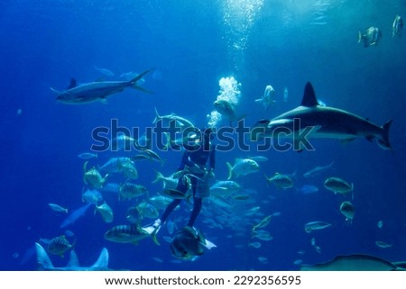 A hammerhead shark and other marine fish gather around a scuba diver, who is performing a live feeding show in the deep blue water of a giant marine tank, in Checheng Township, Pingtung, Taiwan