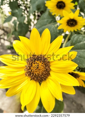 Beautiful picture of  Sunflower garden Sunflowers Yellow Flowers image Blur background 