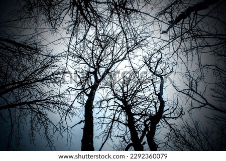 looking up at the trees in the evening