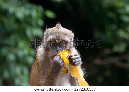 Monkey sits and eats banana Royalty-Free Stock Photo #2292360387