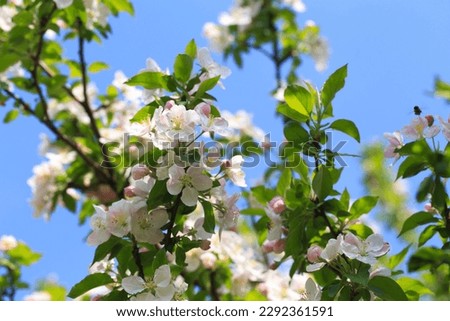 Blooming apple tree in the spring garden. Natural flowering background. Close up of white flowers on a tree