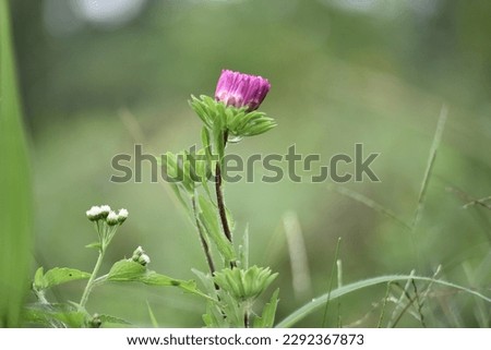 pink flower buds with blur and vintage effect