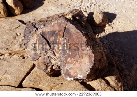 Petrified tree trunk, Outjo - Namibia Royalty-Free Stock Photo #2292369005