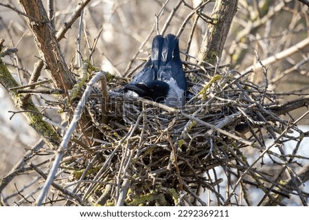 A bird in a nest with branches and a bird in it