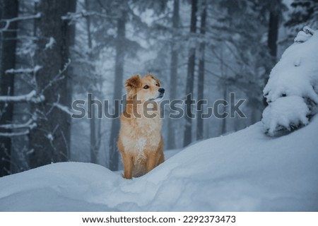Impressive picture of a brown dog in the foggy and snowy forest.
Brown dog in the snow. Dog in winter.