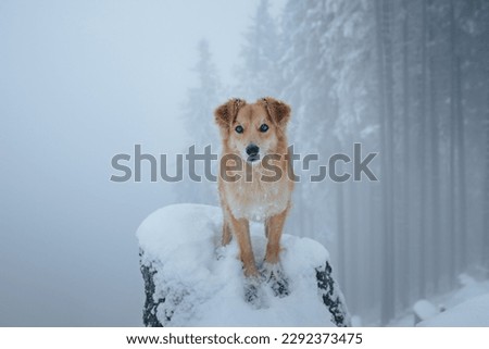 Impressive picture of a brown dog in the foggy and snowy forest.
Brown dog in the snow. Dog in winter.