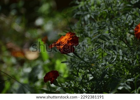 French marigolds background. Orange floral background. Orange marigolds. Orange french marigold. Orange flowers backdrop.selective focus.thaiand,flower pictures