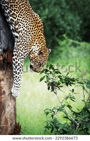 African Leopard - Facts, Diet, Habitat and Pictures on