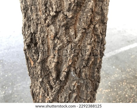 tree background with a very natural texture