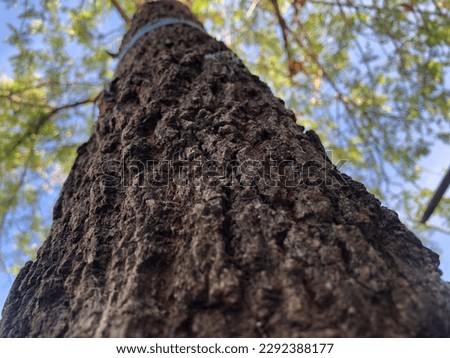 tree background with a very natural texture
