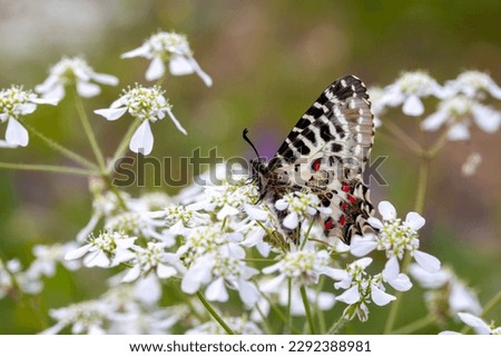 Butterfly on Tordylium apulum plant. butterfly; Allancastria cerisyi - Forest Festoon - Eastern Festoon