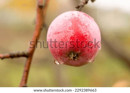 Red ripe apple with raindrops on a tree on a blurred background