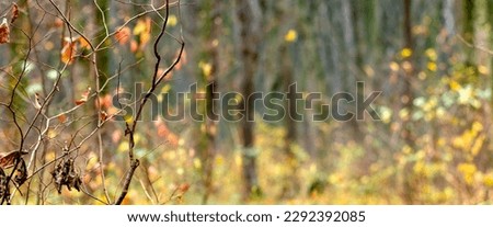 Colorful autumn background with bare branches of deer on blurred background, copy space