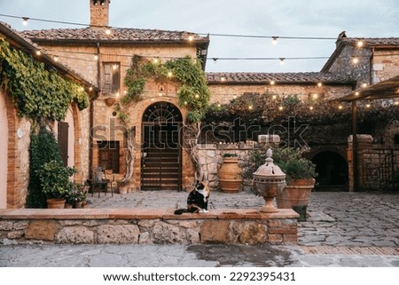 Building with Vines in a doorway in Tuscany, Italy with Cat at sunset Royalty-Free Stock Photo #2292395431
