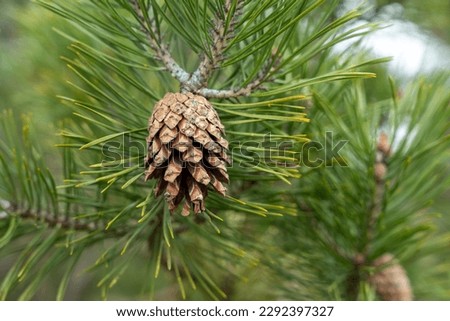Half-open pine cone on branch with green needles Royalty-Free Stock Photo #2292397327