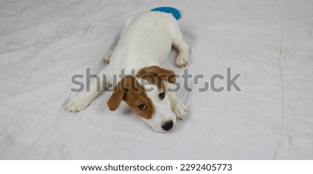 The Jack Russell puppy lies on a white litter and looks curiously into the camera.