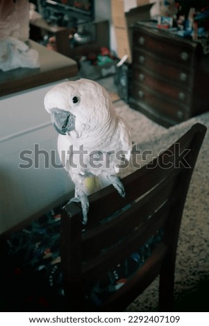 Umbrella Cockatoo named Boo hanging out