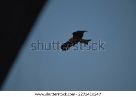 Kite-Bird flying in blue sky. An Eagle bird in search of prey.
