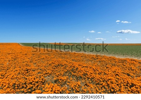 California poppy wildflower fields during spring bloom. Royalty-Free Stock Photo #2292410571
