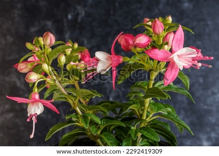 Upright pink and white fuchsia plant. Black background. Royalty-Free Stock Photo #2292419309