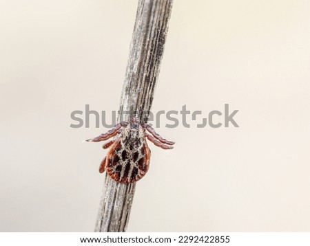 Dermacentor reticulatus tick insect on stem against white background. Ixodida: Ixodidae. Aka Dog tick. Royalty-Free Stock Photo #2292422855