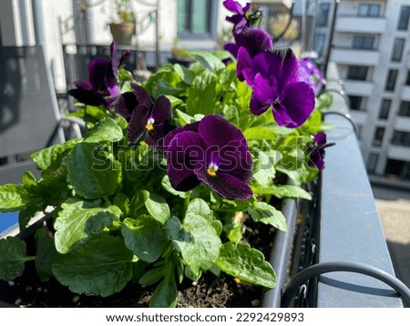 Dark purple violet garden pansies flowers in decorative flower pot in urban balcony garden close up, floral wallpaper background with viola tricolor spring flowers Royalty-Free Stock Photo #2292429893