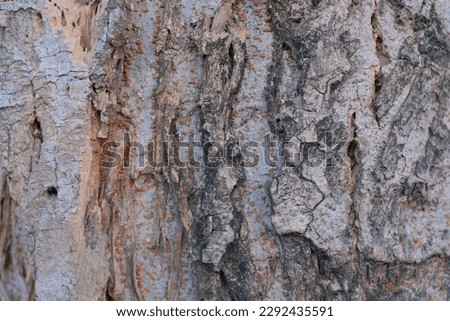 Close up of tree bark texture pattern, tree trunk pattern wood background 