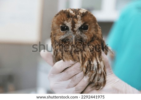 The injured owl is being treated by the veterinarian at the animal shelter in Istanbul, Turkey.