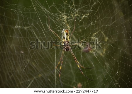 A green and black spider with green wings sits on a web.