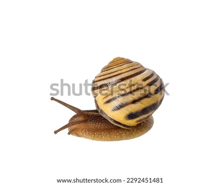 Macro side view of garden snail isolated cutout on white background Royalty-Free Stock Photo #2292451481