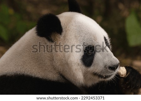A Giant panda eating bamboo in a zoo from a different angle