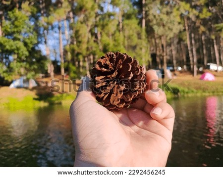 Pine cones are useful for taking pictures or decorating pictures or decorating a shop. Able to create works that are unique and also helps to make new works