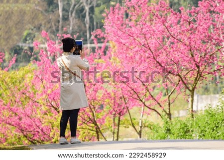 Young female tourists take pictures of beautiful cherry blossoms at Doi Ang Khang National Park. Chiang Mai, Thailand