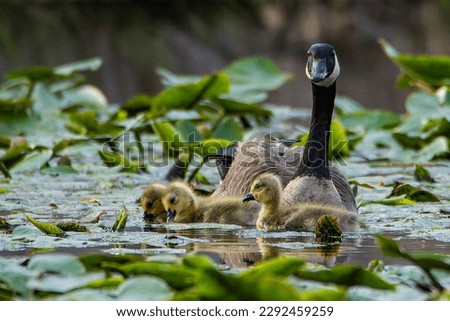 Three Canada goose goslings, Branta canadensis, foraging in a wetland near Culver, Indiana Royalty-Free Stock Photo #2292459259