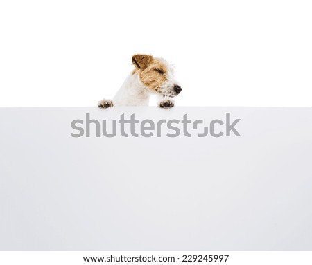 An adorable young parson russell terrier dog above banner or sign, isolated on white background