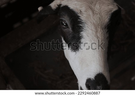 White Goats or Sheep Ready to be Slaughtered in Preparation for Eid al-Adha or Qurban Royalty-Free Stock Photo #2292460887